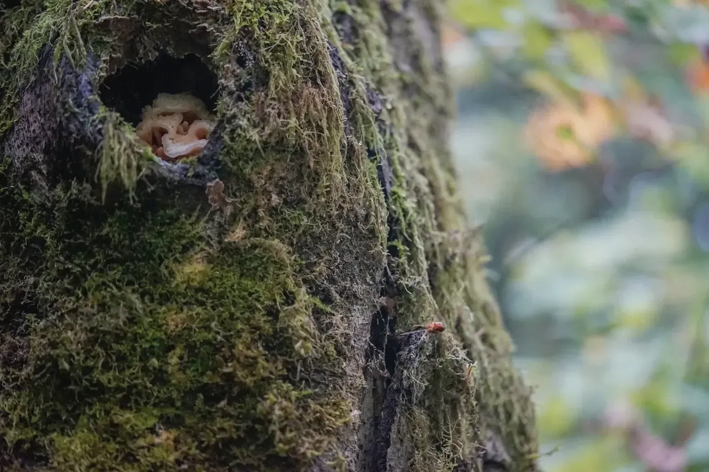 Old-Growth Knothole Fungi