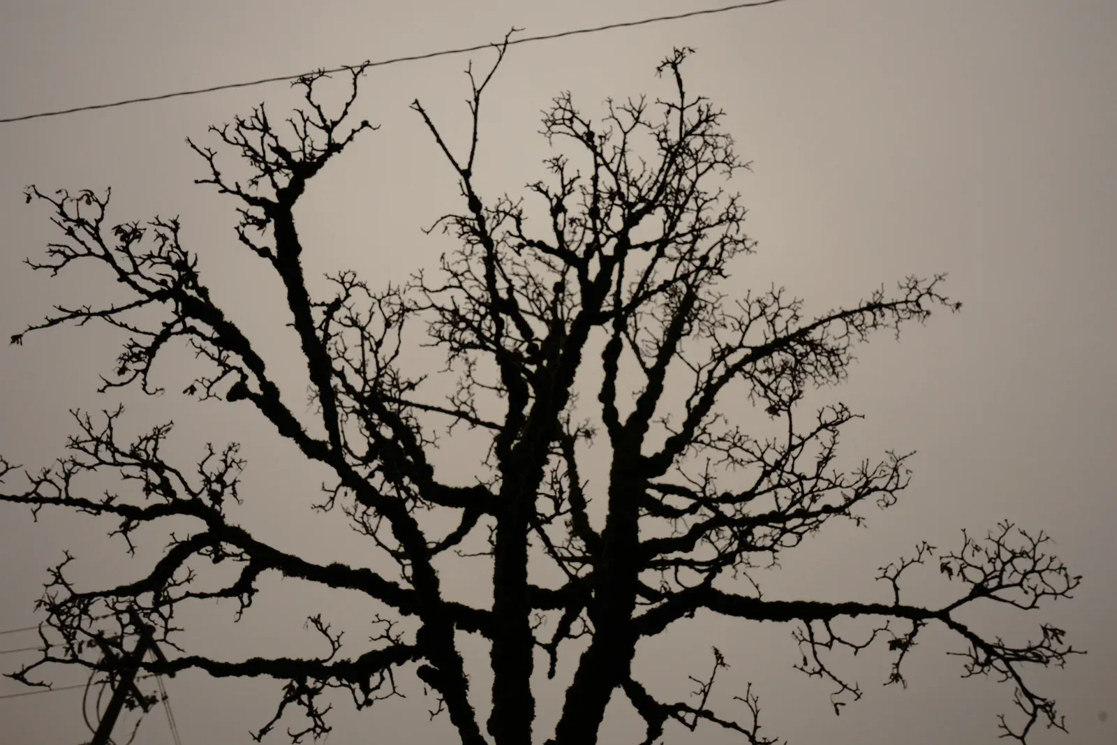 Portland Nocturnal Urban Study No. 03