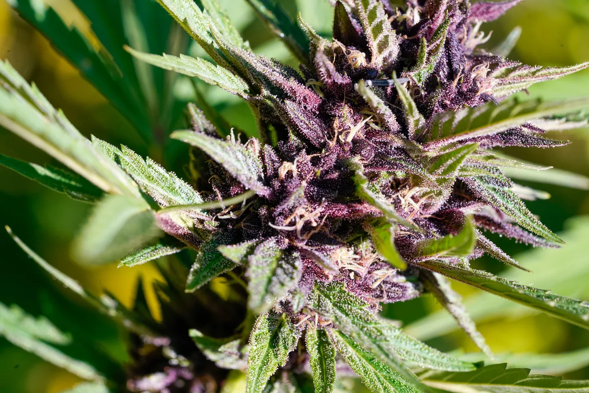 Black Owl Botanical Macro Archive #pg-real-3020