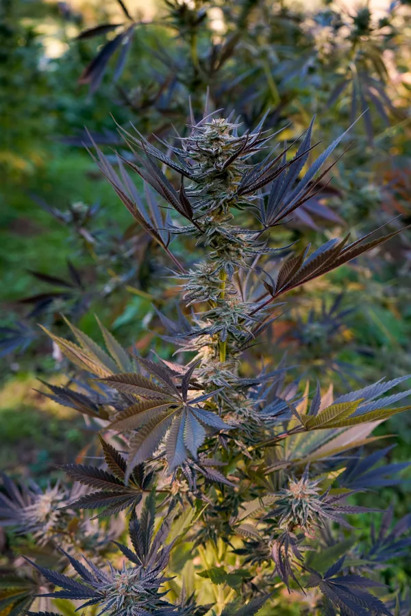 Black Owl Botanical Macro Archive #pg-real-3032