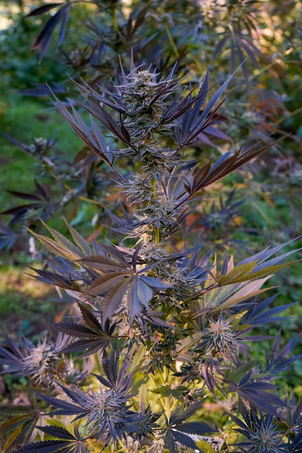 Black Owl Botanical Macro Archive #pg-real-3033