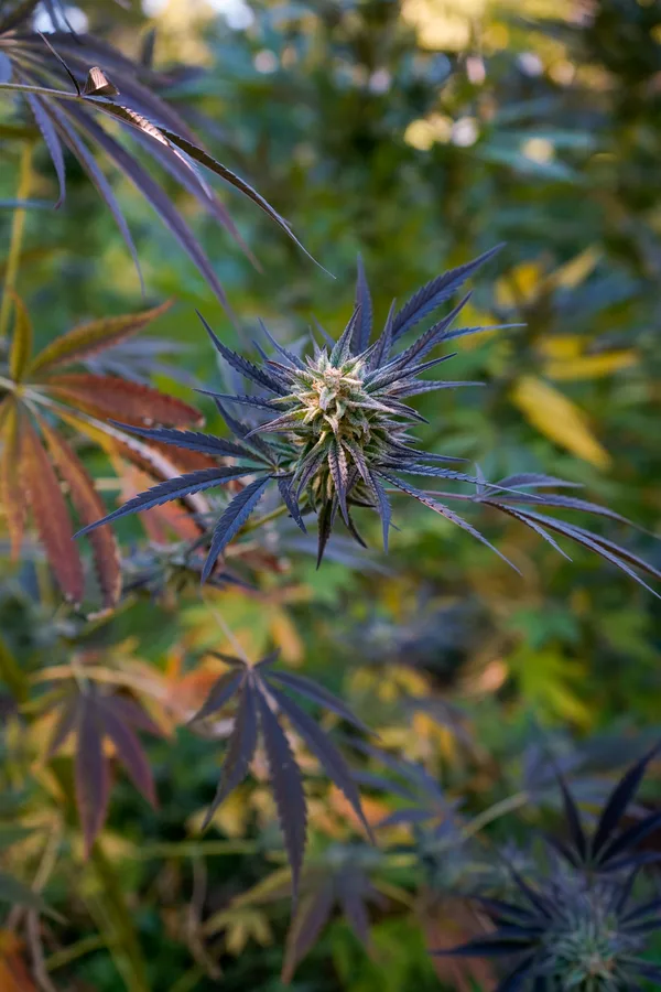Black Owl Botanical Macro Archive #pg-real-3034