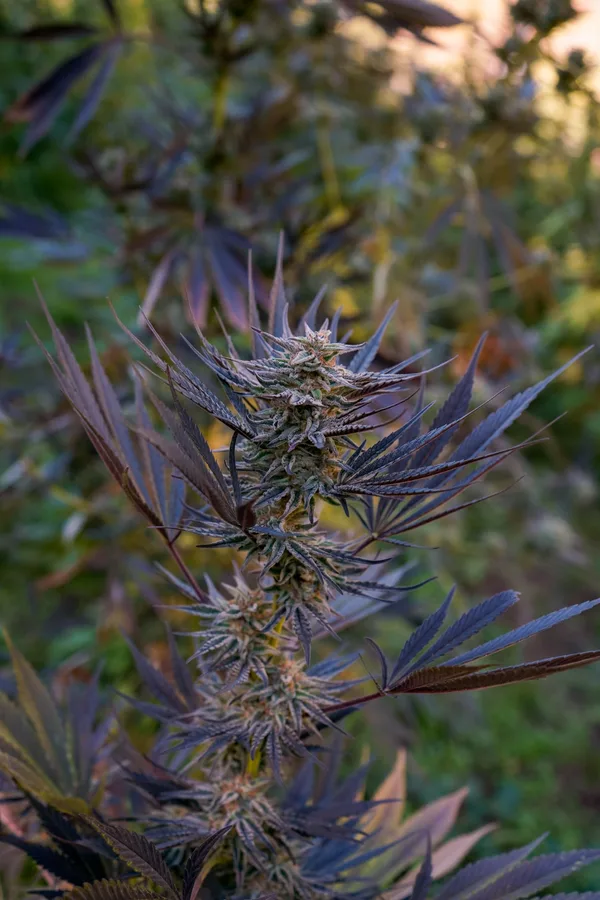 Black Owl Botanical Macro Archive #pg-real-3048