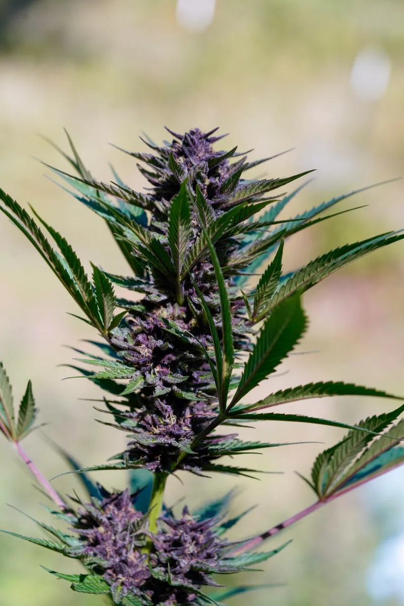 Black Owl Botanical Macro Archive #pg-real-975