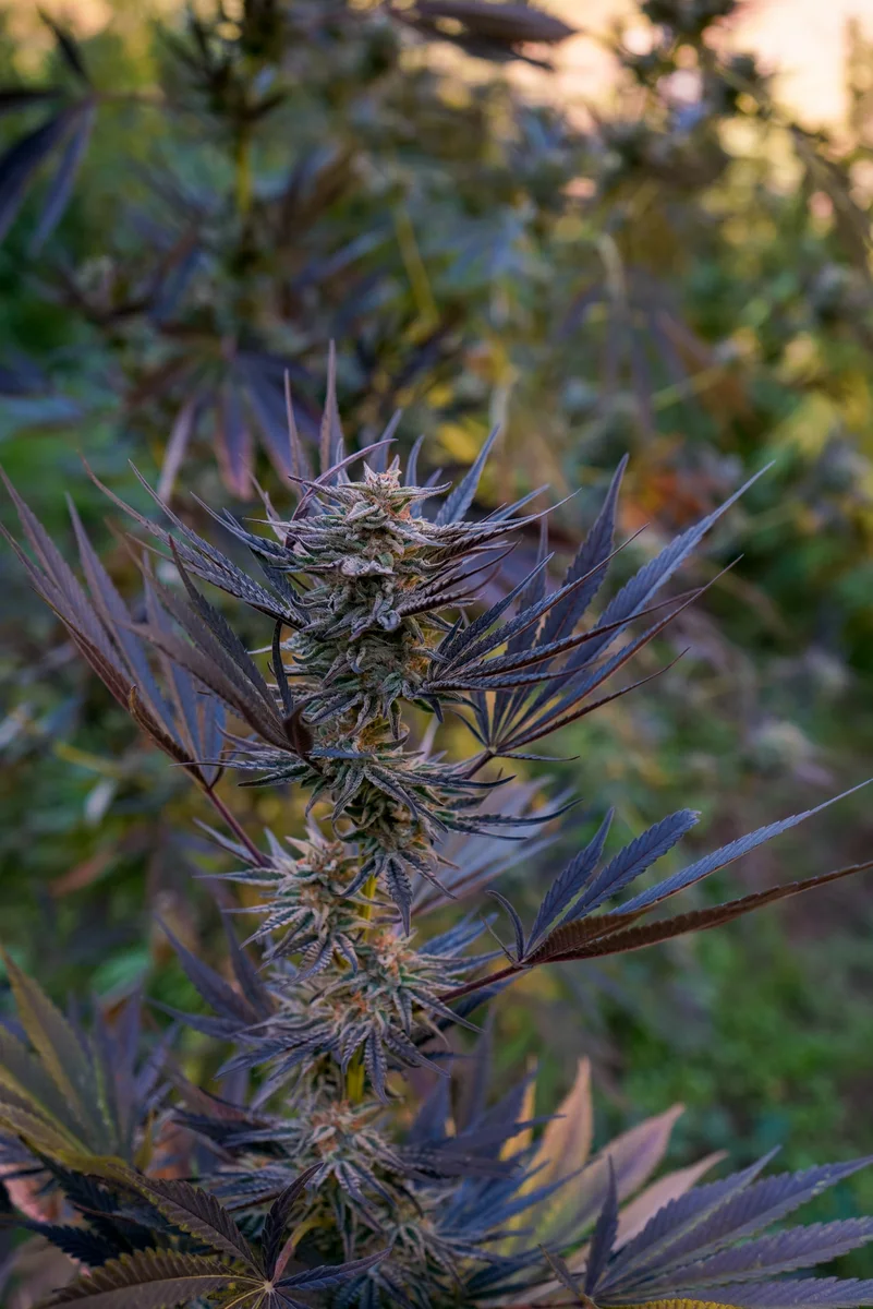 Black Owl Botanical Macro Archive #pg-real-1031