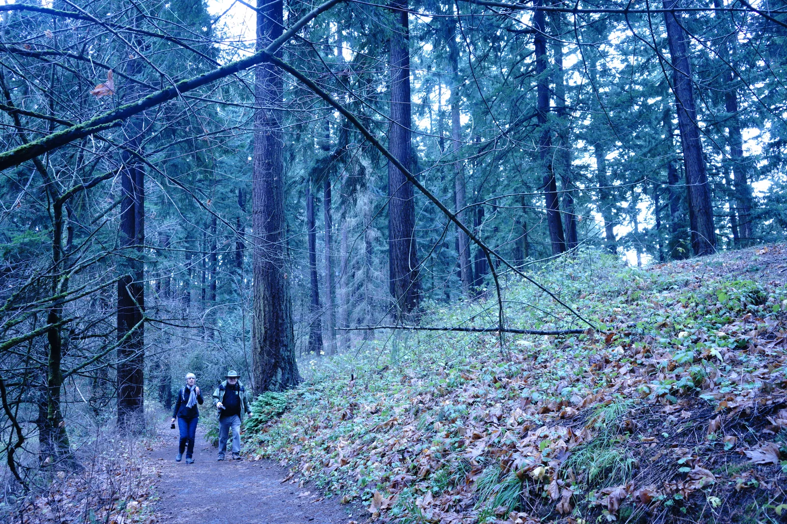 Pacific Northwest Wilderness Monograph Study #2161
